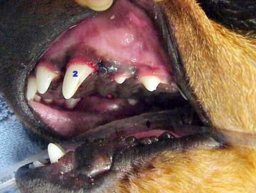 Retained Baby Tooth in Puppies