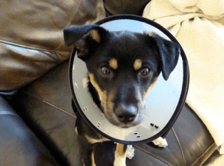 Cone of shame, protecting your dog - AHNA