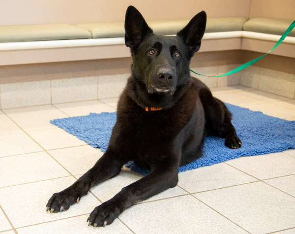 boarding your dog at the vet