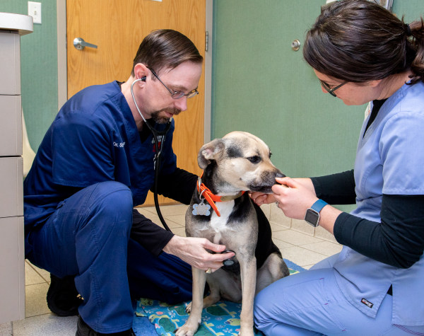 Routine Physicals, Asheville Vet