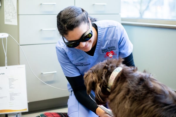 Laser Therapy, Asheville Vet