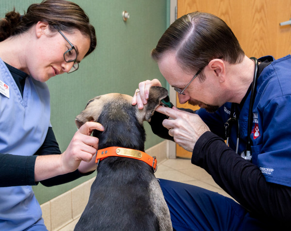 Veterinary Soft Tissue Surgery, Asheville Vet