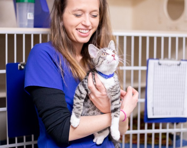 Disease & Parasite Prevention, Asheville Vet