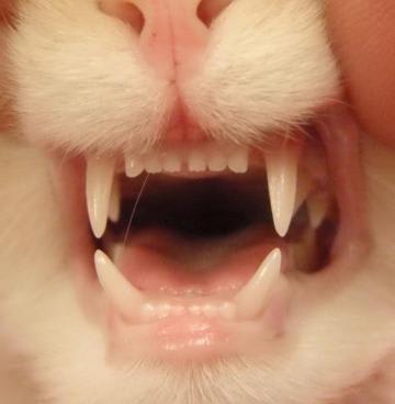 Normal Adult Cat Teeth
