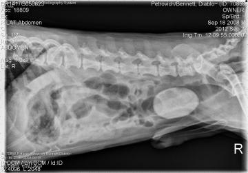 Ultrasonic dissolution of bladder stones sales in dogs