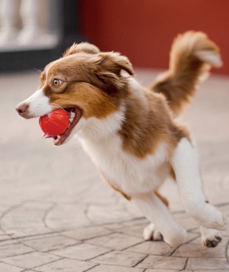 Dog Behavioural Trainers | Animal Hospital Asheville