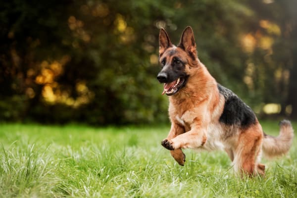 dog knee surgery, Asheville Vet