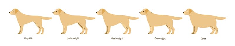 Overweight dog chart, North Asheville vets