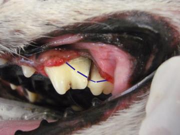 Dog store swollen nose