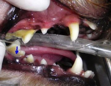 Periodontal Disease in Dogs