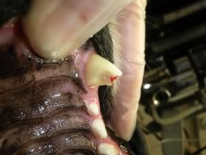Teething Injuries in Puppy Teeth