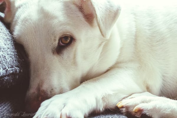 TPLO Surgery Dogs, Asheville Vet